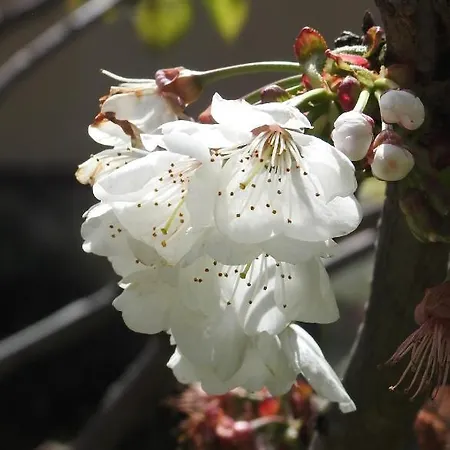 Geoglobe D'hotes Pisa